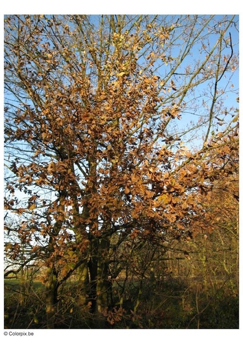 árbol en otoño