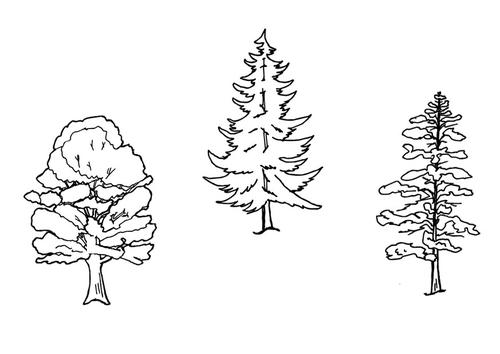 Árboles