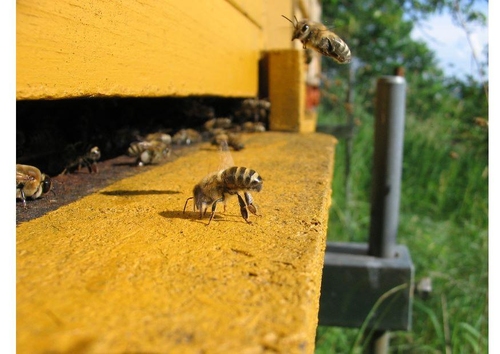 Abeja melífera en colmena