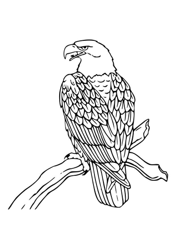 Águila