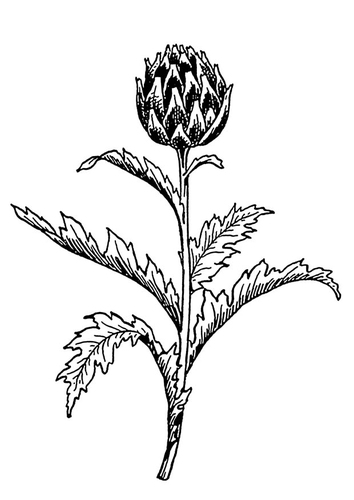 Dibujo para colorear alcachofa