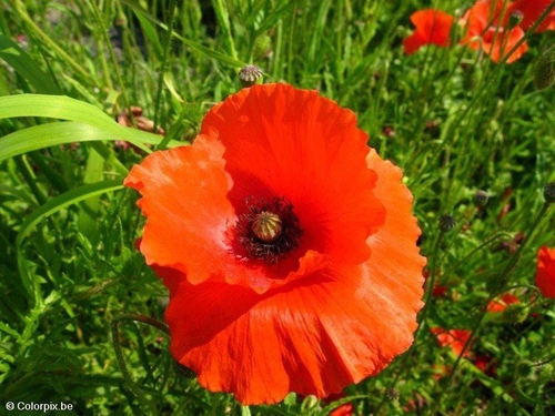 Foto Amapola