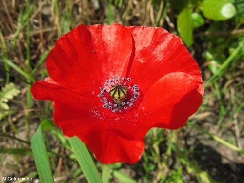 Amapola