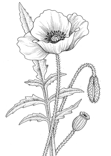 Amapola