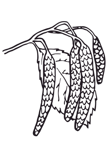 Dibujo para colorear Amentos de los sauces