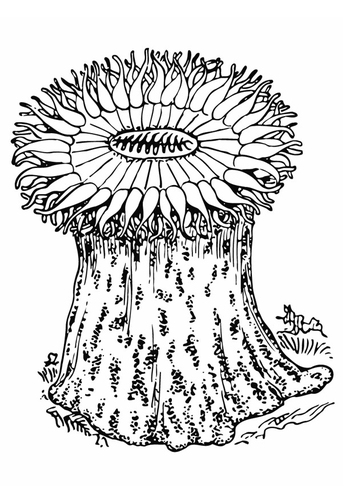 Anémona