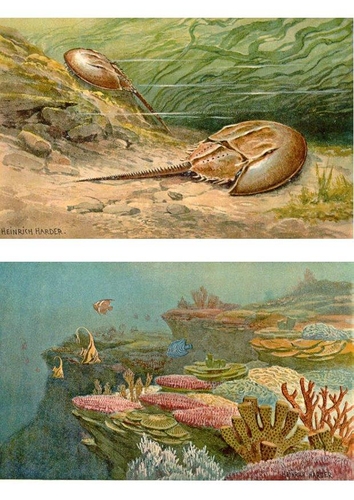 Animales marinos