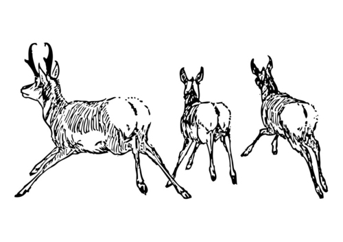 Dibujo para colorear antílope