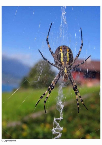 Foto Araña en tela araña