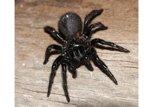 Araña