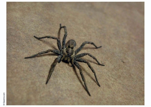 Araña
