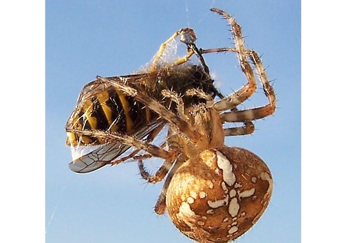 Foto Araña atrapa a un avispa