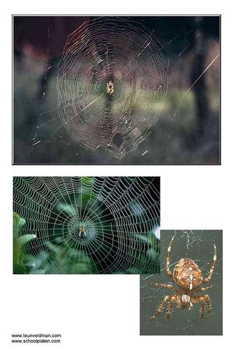 Foto Araña de jardín