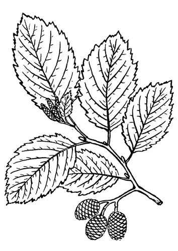 Dibujo para colorear árbol - aliso