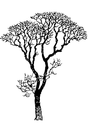 Dibujo para colorear árbol pelado