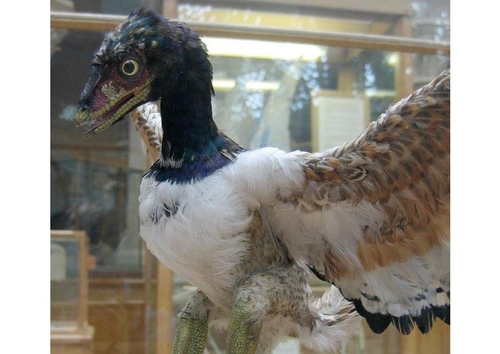 Foto Archaeopterix, primer pájaro conocido