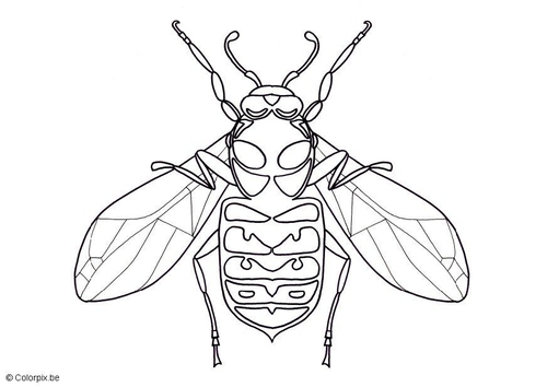 Avispa