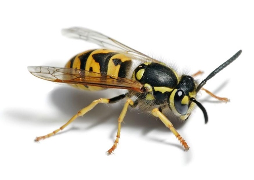 Vespa sp.