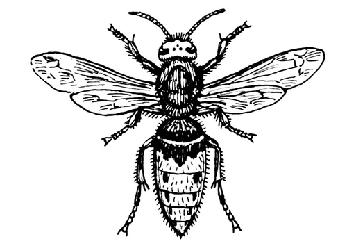 Dibujo para colorear avispa - tábano