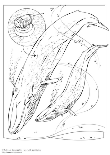 Ballena azul