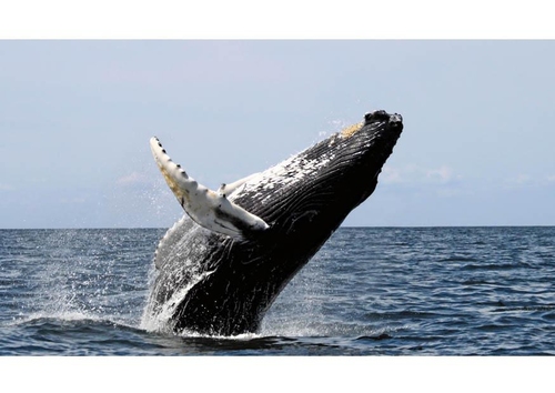 Foto Ballena