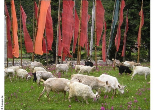 Banderas de oración