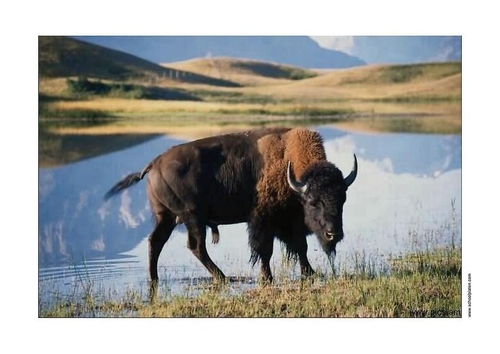 Bisonte