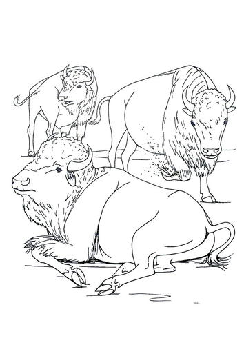 Dibujo para colorear Bisontes