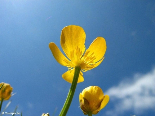 Botón de oro