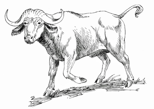 Dibujo para colorear búfalo