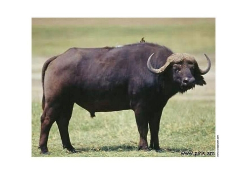 Búfalo