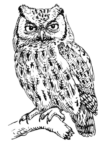 Dibujo para colorear Búho 