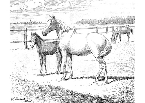 Caballo con potro