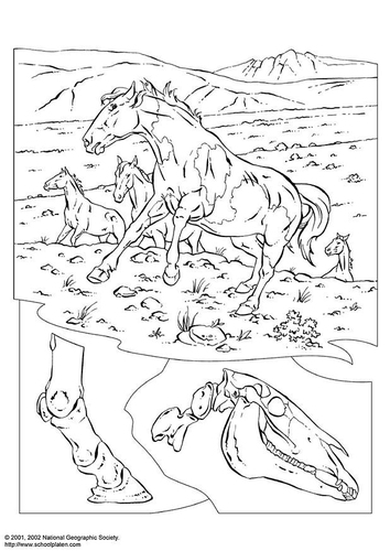 Caballos salvajes