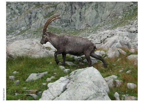 Cabra montesa