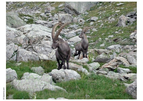 Cabra montesa