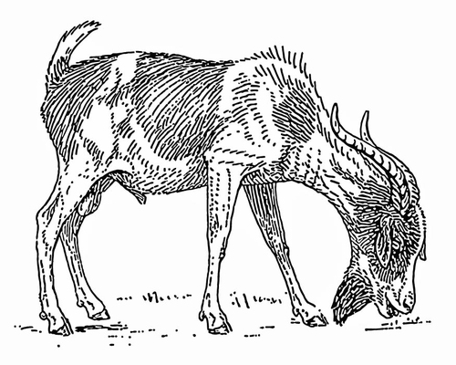 Cabra