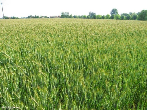 Campo de trigo