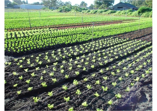 Foto Campo