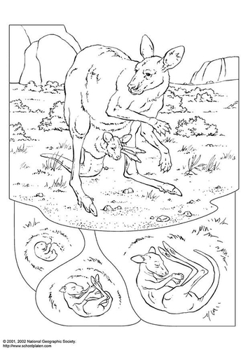 Canguro
