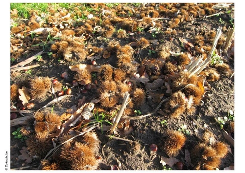 Castañas