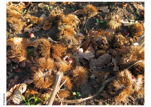 Castañas