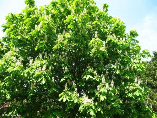 Castaño en flor