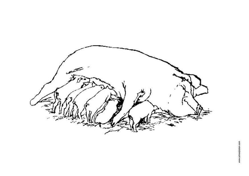 Cerda