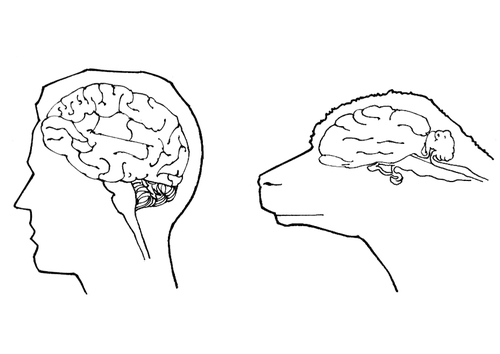 Dibujo para colorear cerebro de humano y oveja