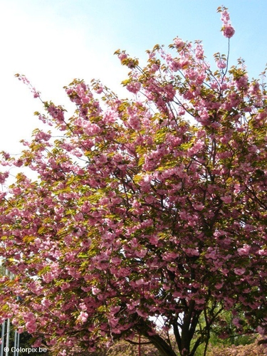 Cerezo japonés