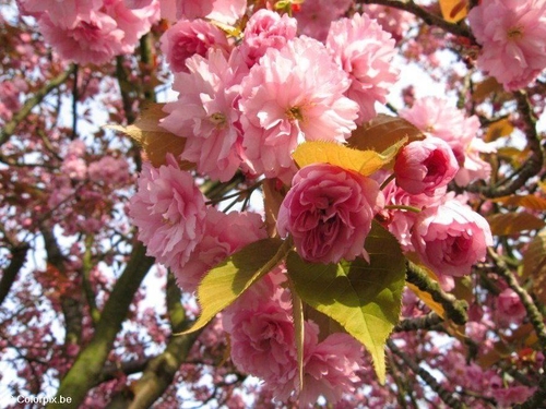 Cerezo japonés