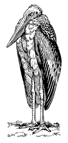 Cigüeña