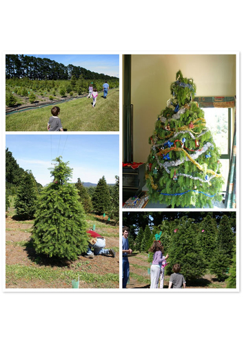 Comprar árbol de navidad