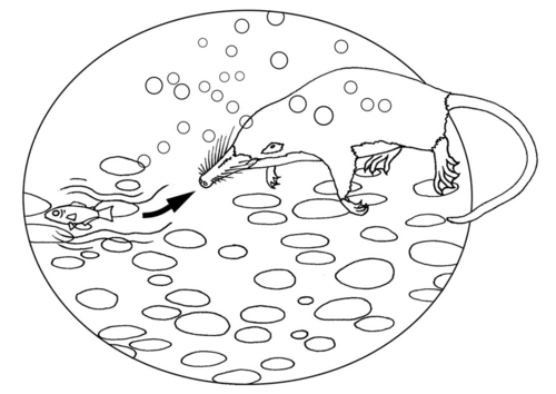 Dibujo para colorear Desmán